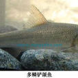 多鱗鏟頜魚 多鱗鏟頜魚