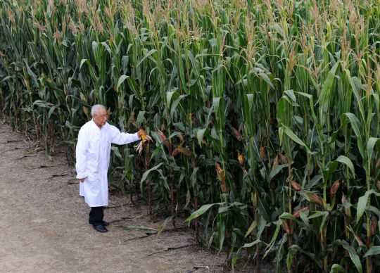 程相文在農科院試驗田裡查看玉米的長勢