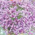鑽石花(白花丹科花卉) 鑽石花(白花丹科花卉)