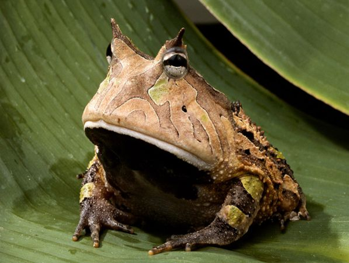 亞馬遜角蛙