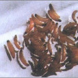 李小食心蟲 李小食心蟲