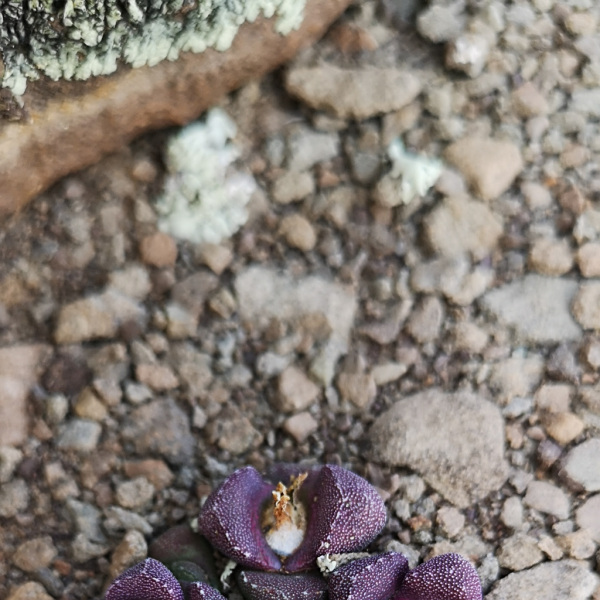 Stomatium suaveolens