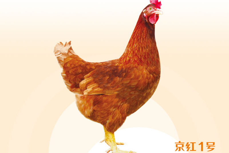 京紅1號蛋雞