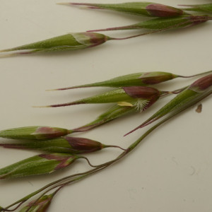 Ehrharta longiflora