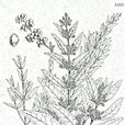 刺茉莉科 刺茉莉科