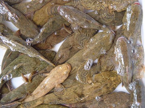 芒鰕虎魚屬 芒鰕虎魚屬