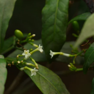 茶(Camellia sinensis)