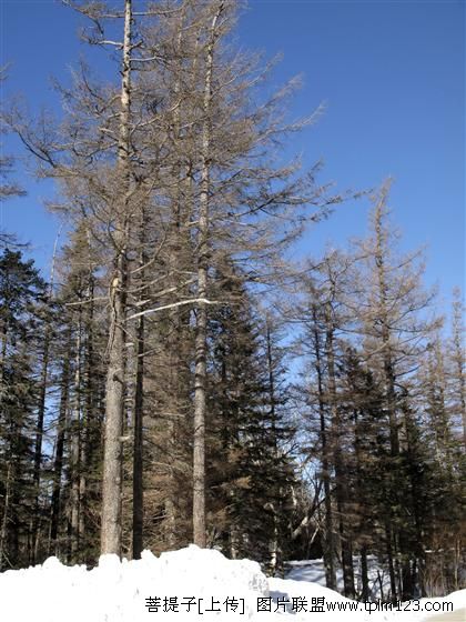 長白山樹林風光