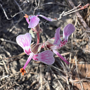 Pelargonium elandsmontanum