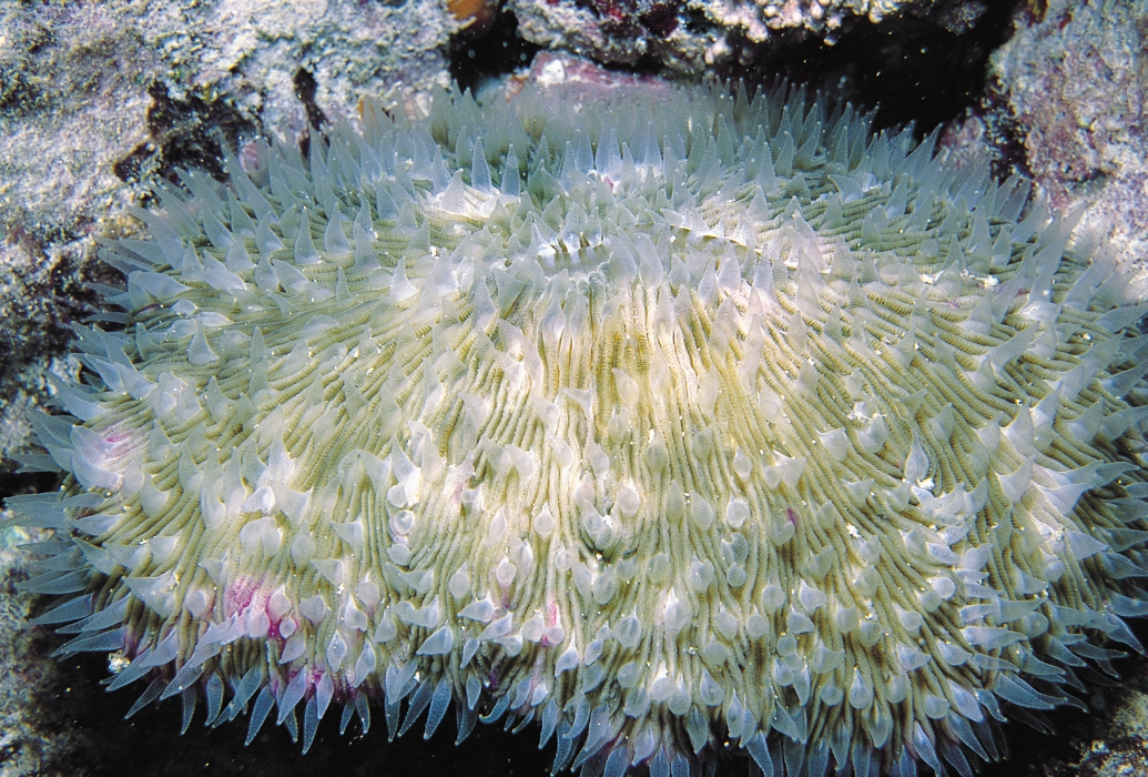 波莫特蕈珊瑚2