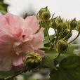 木芙蓉(木蕖) 木芙蓉(木蕖)
