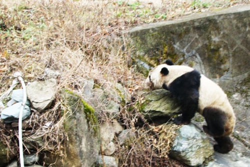 隴南文縣發現野生大熊貓