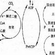 能量不足