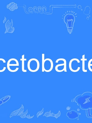acetobacter acetobacter