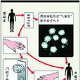 諾瓦克病毒