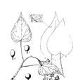 毛葉山桐子 毛葉山桐子