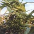 瘋頂病 瘋頂病