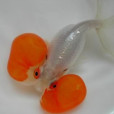 硃砂水泡 硃砂水泡
