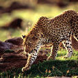 豹(Leopard（動物 - Leopard 豹）)