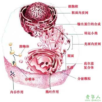 生物膜系統