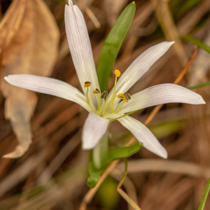 Colchicum soboliferum