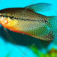 藍珍珠魚將 藍珍珠魚將