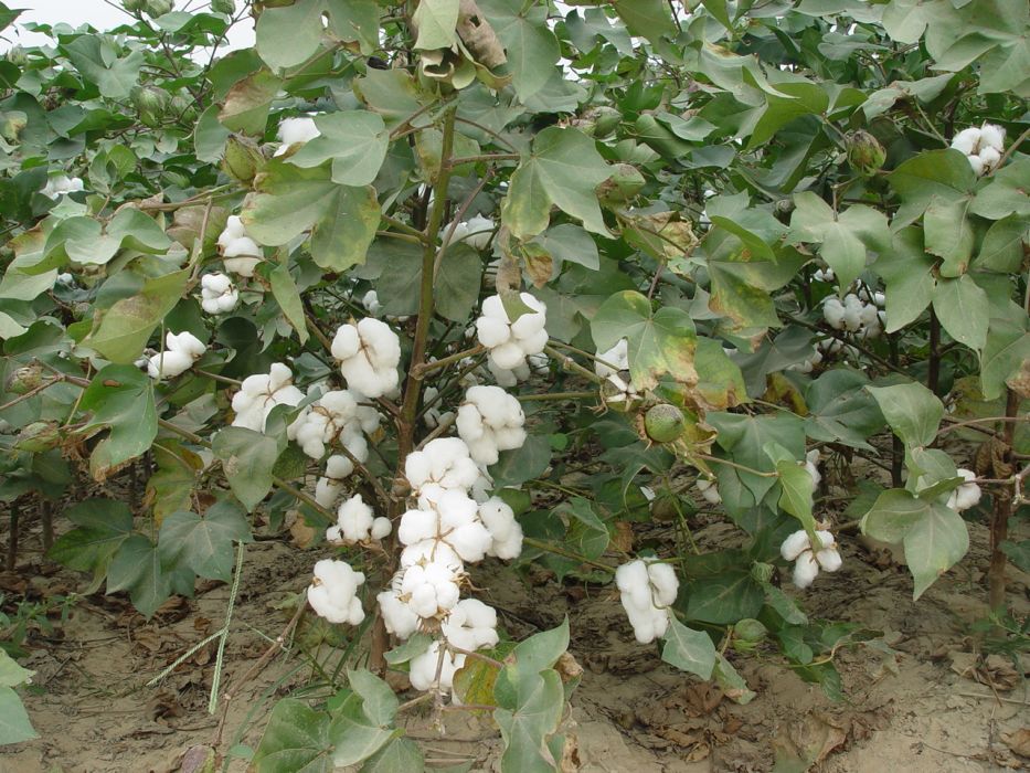 鑫秋2號 鑫秋2號
