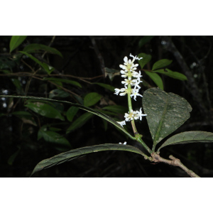Carapichea adinantha