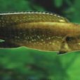 珍珠雀魚(珍珠雀) 珍珠雀魚(珍珠雀)