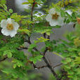 秦嶺薔薇 秦嶺薔薇