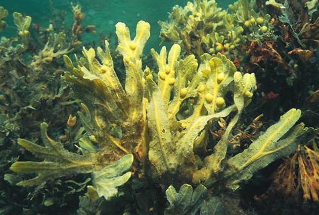 深海褐藻