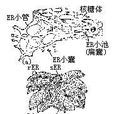 旁分泌效應 旁分泌效應