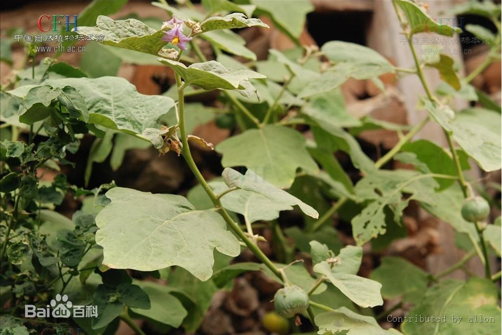 野茄(衫鈕果) 野茄(衫鈕果)