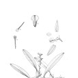 光花大苞蘭 光花大苞蘭