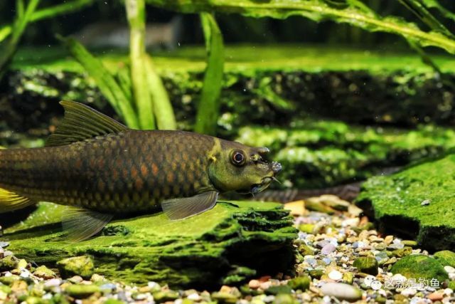 小頭高原魚