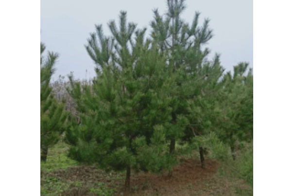 油松山西JX132 油松山西JX132