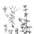西南新耳草 西南新耳草