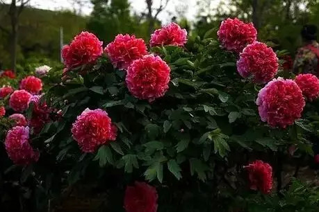 紫蘭魁 紫蘭魁