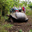 加拉帕戈斯象龜(加拉帕戈斯象龜屬)