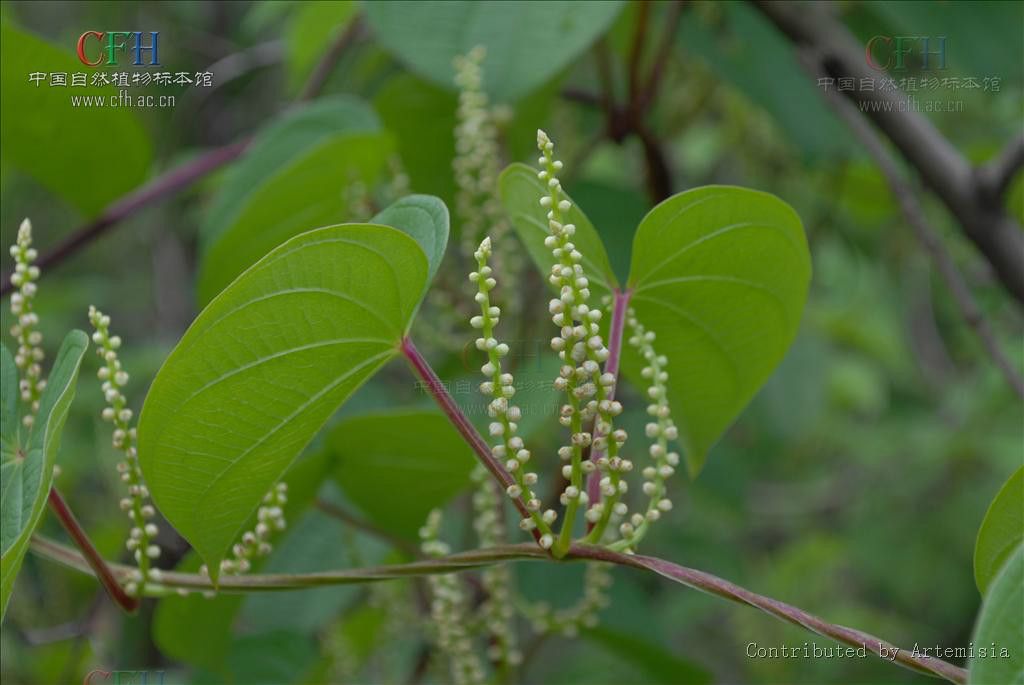 九子不離母(纏繞草質藤本植物) 九子不離母(纏繞草質藤本植物)