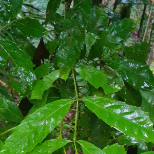 Davidsonia johnsonii