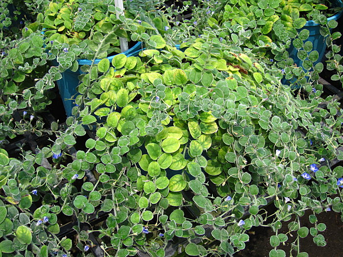 土丁桂(植物)