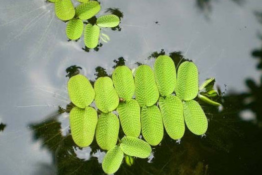槐葉蘋科