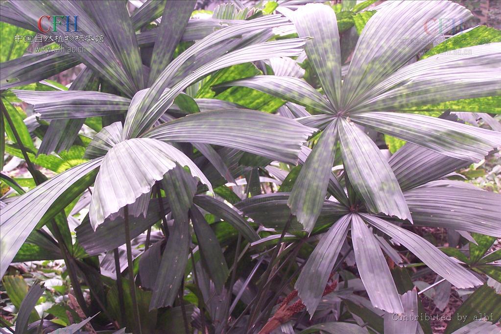 毛花軸桐 毛花軸桐