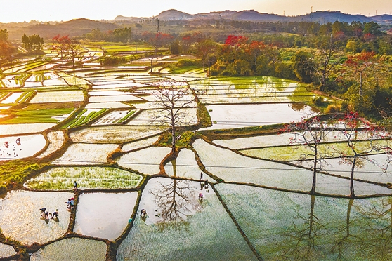 排岸村 排岸村