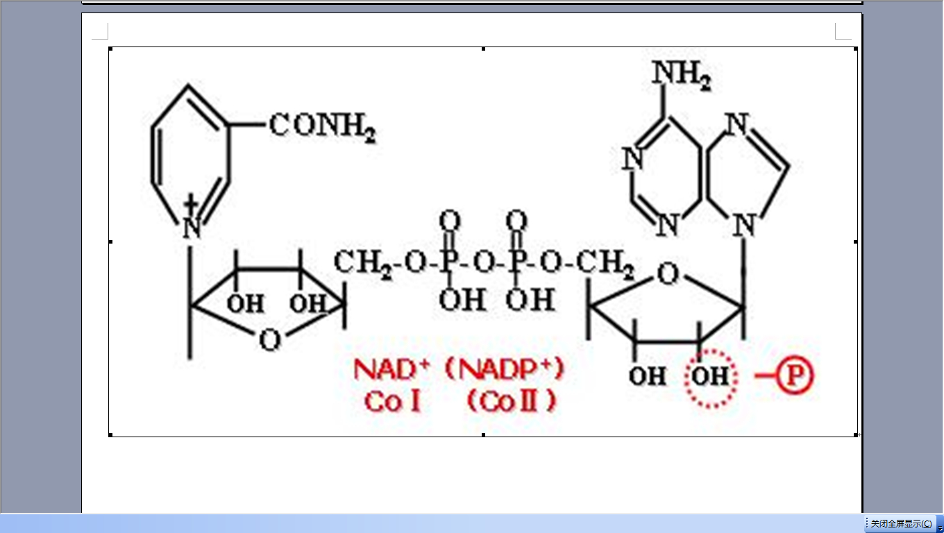 尼克醯胺腺嘌呤二核苷酸