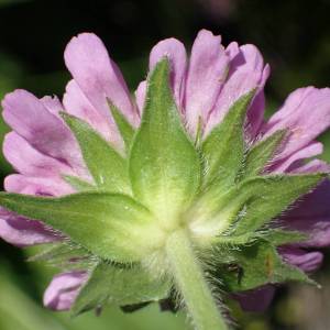 Knautia basaltica