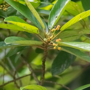 Coussapoa oligocephala