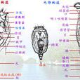輪蟲 輪蟲