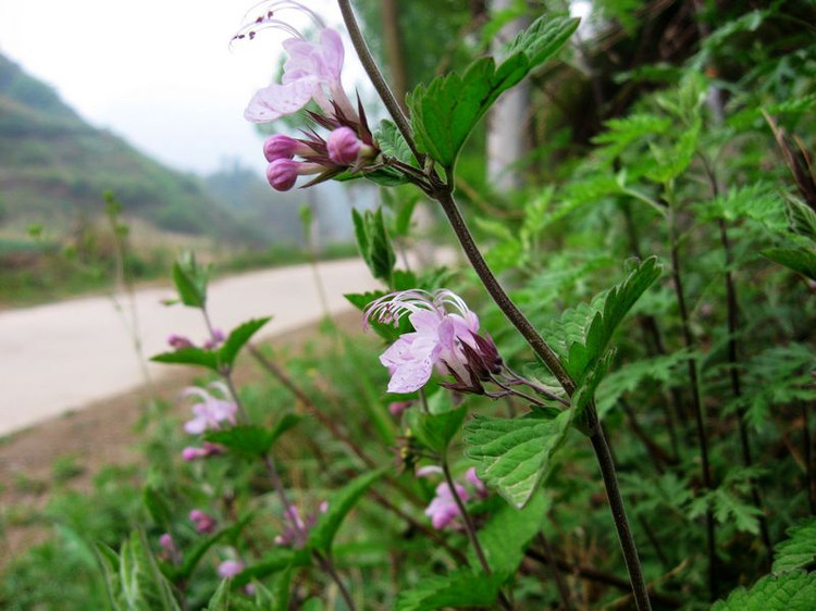 三花蕕